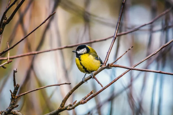 Great Tit - a species of small, partially migratory bird from the tit family. 