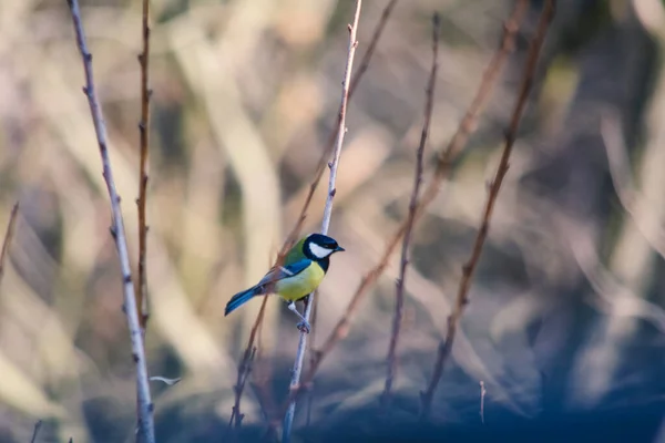 Great Tit Species Small Partially Migratory Bird Tit Family — Stock fotografie