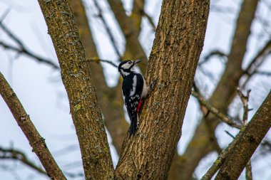 Büyük benekli ağaçkakan, büyük benekli ağaçkakan. Ağaçkakan familyasından orta büyüklükte bir kuş türü..