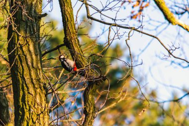 Büyük benekli ağaçkakan, büyük benekli ağaçkakan. Ağaçkakan familyasından orta büyüklükte bir kuş türü..