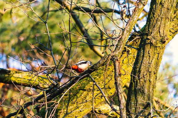 偉大な斑点のあるキツツキ より大きな斑点のあるキツツキ キツツキ科の中型鳥の種 — ストック写真