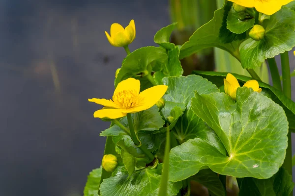 Soucis Jaunes Des Marais Fleurissant Jour Printemps — Photo