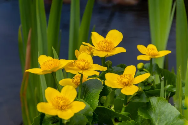 Жовті Болотні Чорнобривці Цвітуть Весняний День — стокове фото