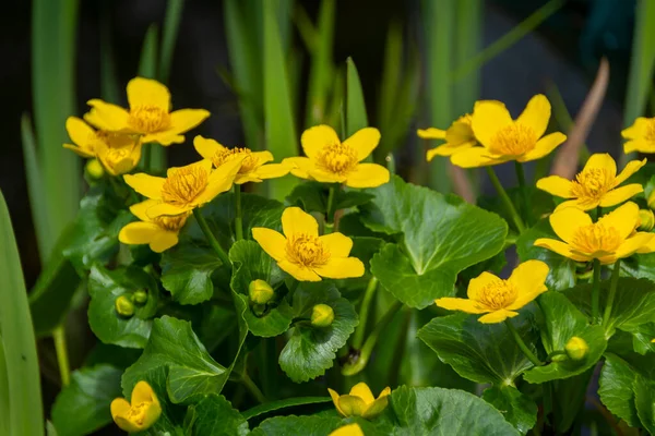Жовті Болотні Чорнобривці Цвітуть Весняний День — стокове фото