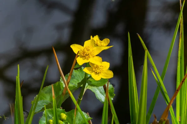 Calêndulas Pântano Amarelo Florescendo Dia Primavera — Fotografia de Stock