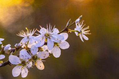 Ormanda bahar çiçekleri.