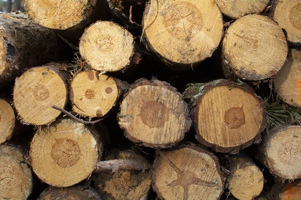 Troncos Árbol Como Fondo Para Otras Obras Gráficas — Foto de Stock