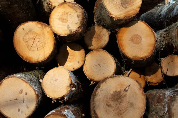 Des Troncs Arbres Comme Arrière Plan Pour Autres Travaux Graphiques — Photo