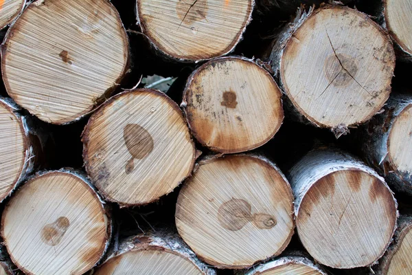 Des Troncs Arbres Comme Arrière Plan Pour Autres Travaux Graphiques — Photo