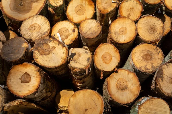 Des Troncs Arbres Comme Arrière Plan Pour Autres Travaux Graphiques — Photo