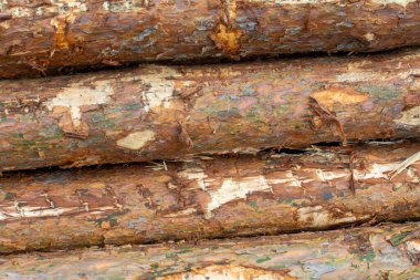Piles of felled tree stacked.