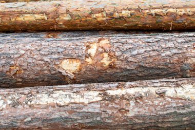 Piles of felled tree stacked.
