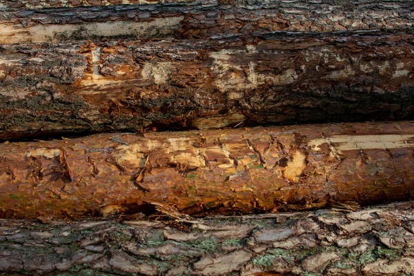 Yığılmış Ağaç Yığınları — Stok fotoğraf