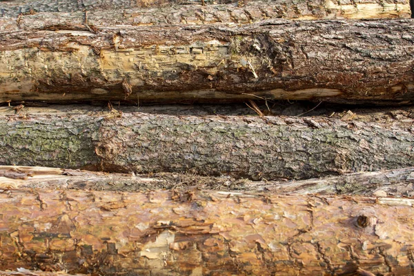 Piles Felled Tree Stacked — Foto de Stock