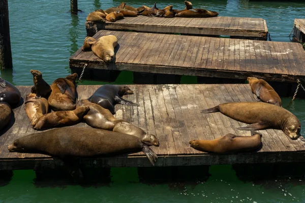 Otaries Sur Les Plates Formes San Francisco États Unis — Photo