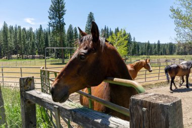 Pahalı bir ortamda at yetiştirmek için bir çiftlik..