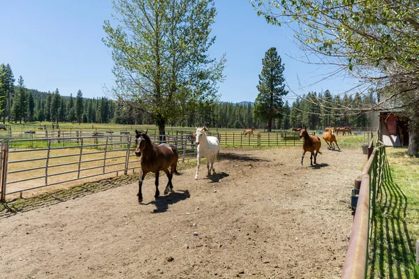 A farm for breeding horses in a picturesque setting.