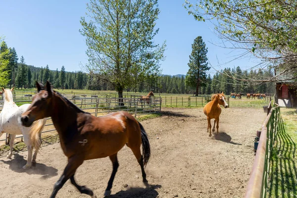 A farm for breeding horses in a picturesque setting.