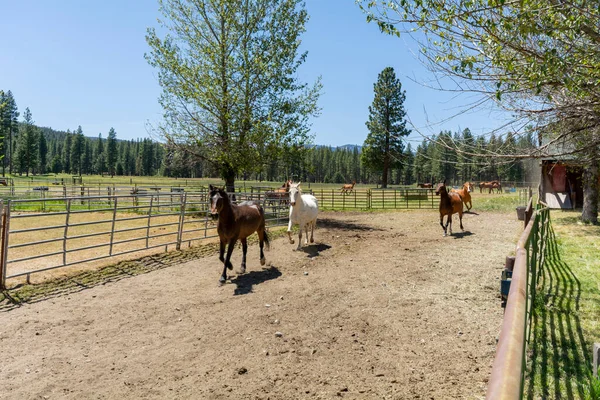 A farm for breeding horses in a picturesque setting.