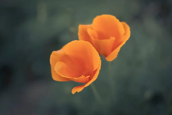 Papoula Californiana Também Conhecida Como Alce Dourada Uma Planta Anual — Fotografia de Stock