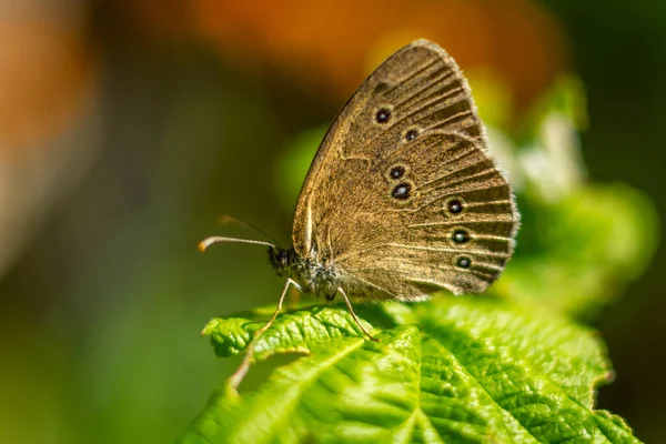 Lawn Cutter Species Insect Order Butterflies — Fotografia de Stock
