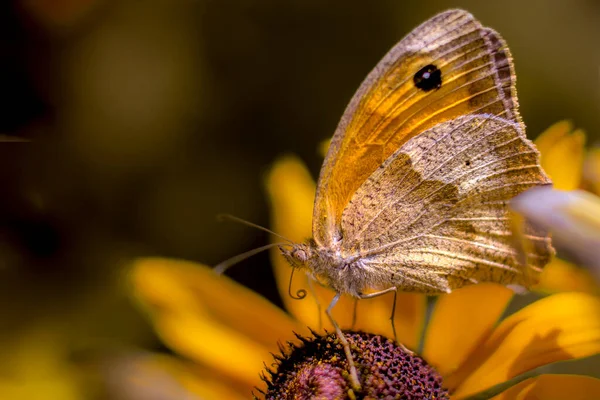 Jurtina Stem Insect Order Butterflies — Fotografia de Stock