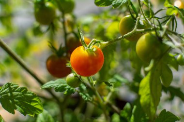 Small cocktail tomatoes on the bush.