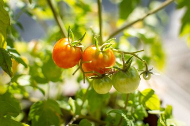 Small cocktail tomatoes on the bush.