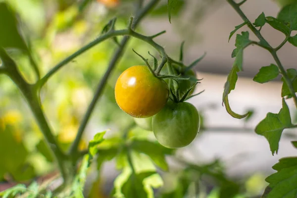 Small Cocktail Tomatoes Bush — Stockfoto