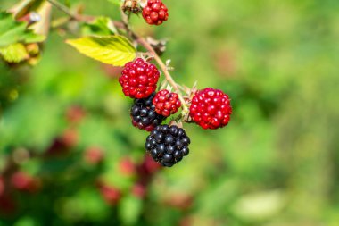 Blackberry - a fruit shrub that grows wild and is cultivated in gardens.