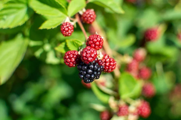 Blackberry - a fruit shrub that grows wild and is cultivated in gardens.