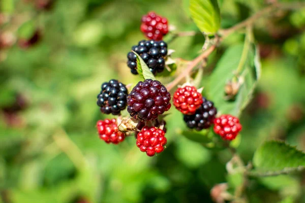 Blackberry - a fruit shrub that grows wild and is cultivated in gardens.