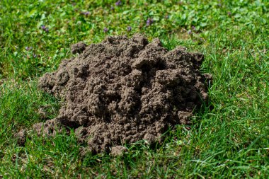 A mound of earth made by a European mole.