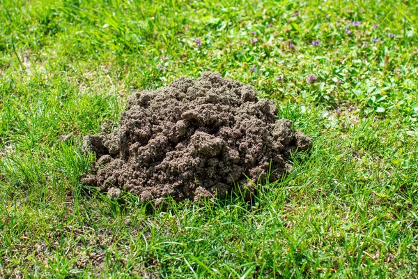 Mound Earth Made European Mole — Stok fotoğraf