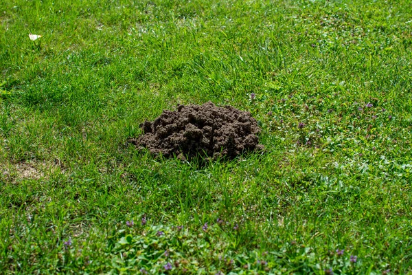 Mound Earth Made European Mole — Stok fotoğraf