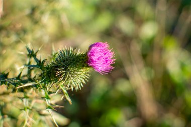 Closeup of a thistle flower with a blurry background.