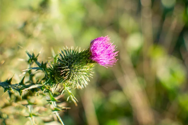Closeup of a thistle flower with a blurry background.