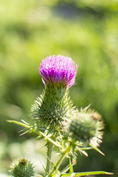 Closeup of a thistle flower with a blurry background.