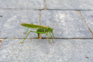 Yeşil makrofotoğrafçılık kriketi, Polonya