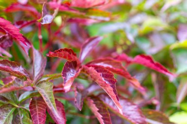 asması sonbahar renkleri.