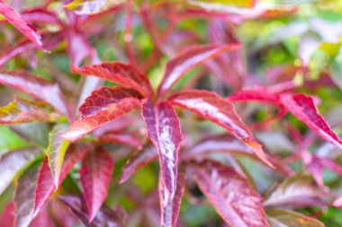 asması sonbahar renkleri.