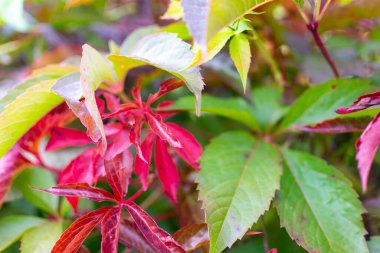 asması sonbahar renkleri.