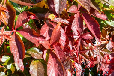 Virginia sürüngeninin renkli yapraklarıyla doğal arka plan.