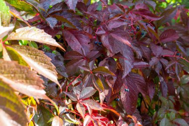 Virginia sürüngeninin renkli yapraklarıyla doğal arka plan.