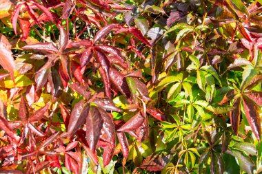 Virginia sürüngeninin renkli yapraklarıyla doğal arka plan.