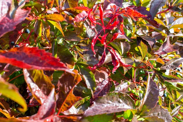 Fond Naturel Avec Des Feuilles Colorées Vierge Rampante — Photo