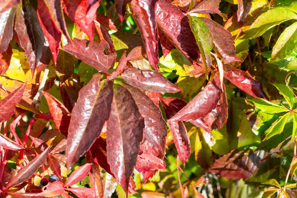 버지니아 크리퍼의 잎들이 자연환경 — 스톡 사진