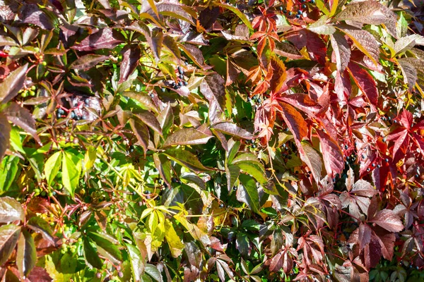 버지니아 크리퍼의 잎들이 자연환경 — 스톡 사진