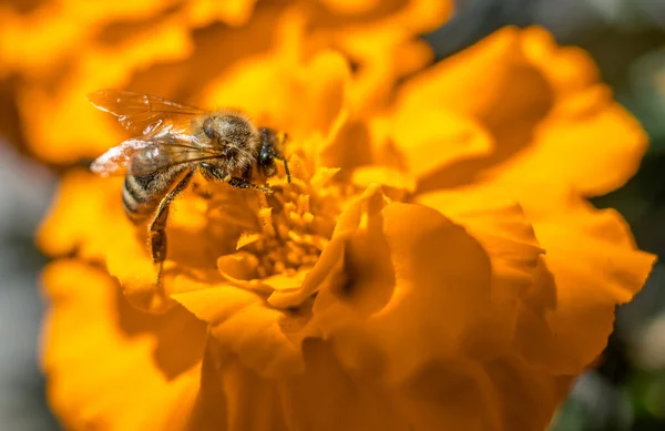 Uma Abelha Uma Foto Macro Uma Flor Amarela — Fotografia de Stock