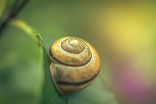 Pastel photo of a snail on a leaf on a summer day.